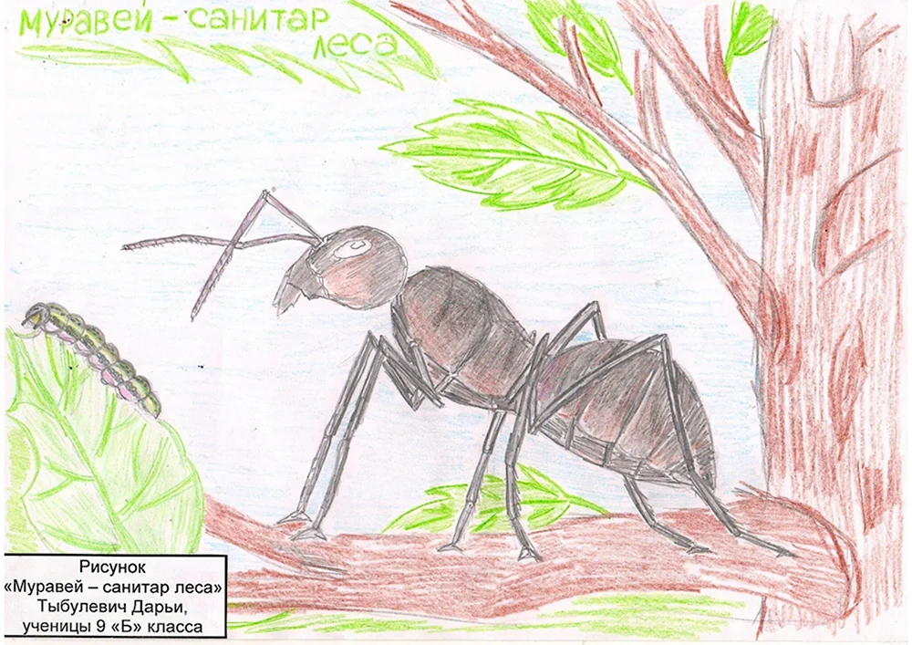 Рисование муравья в старшей группе