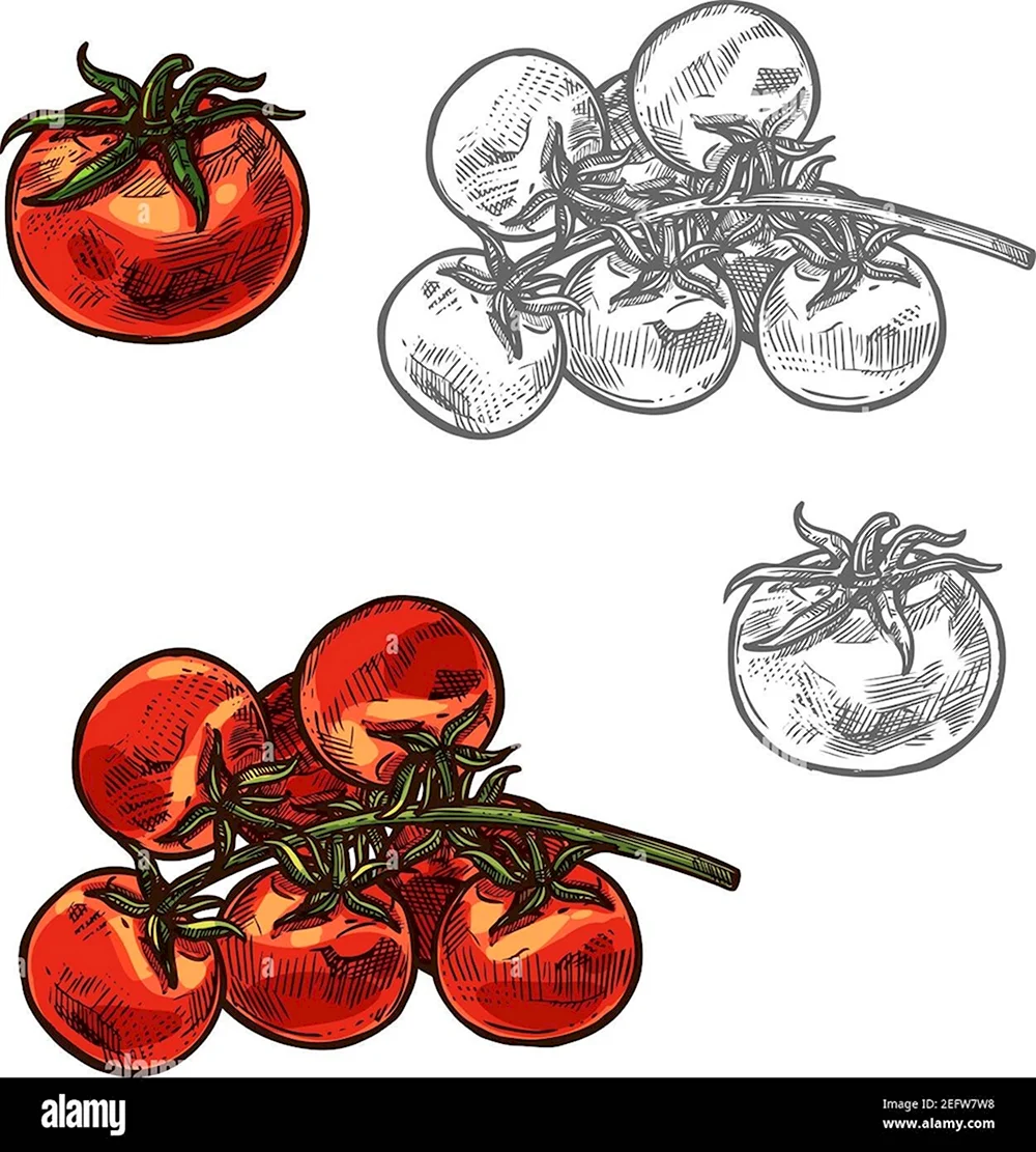Рисование помидоры черри