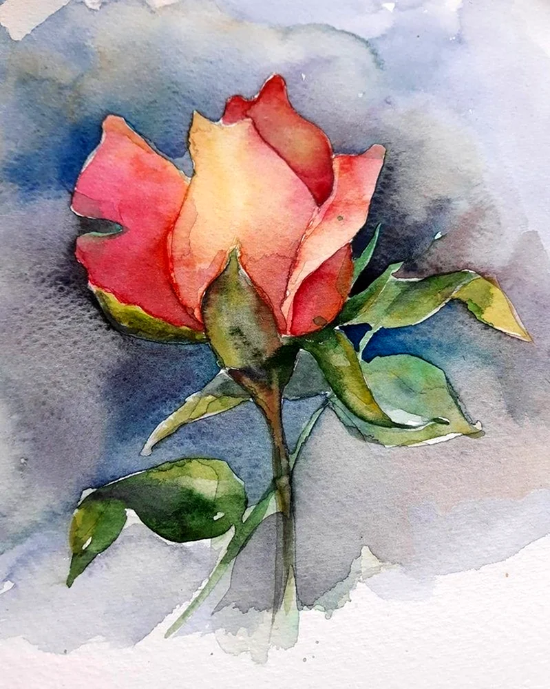 Рисование розы акварелью