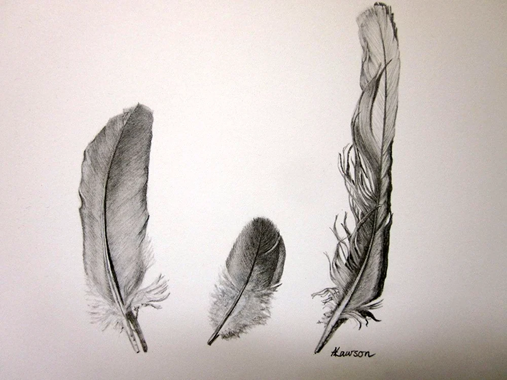 Рисование с натуры перьев птиц