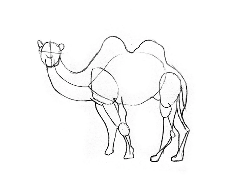 Рисование верблюда