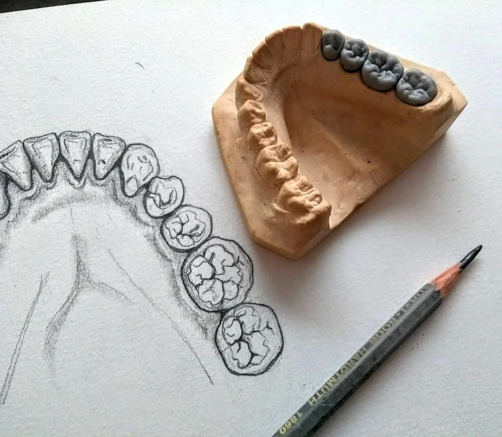 Рисование зубов для зубных техников