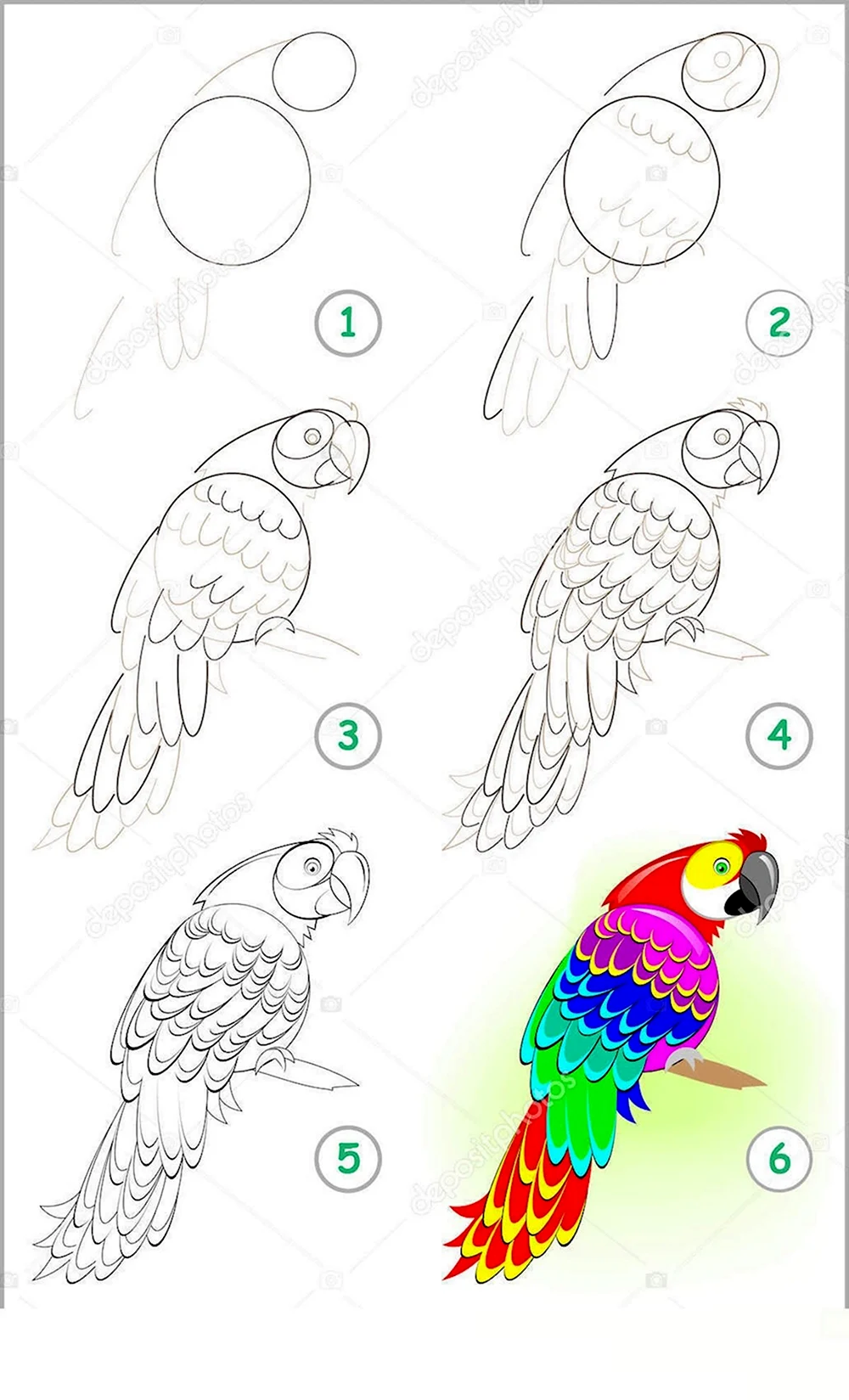 Рисовать попугая