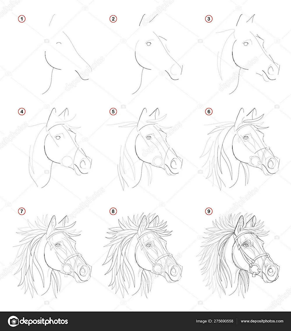 Рисуем чертеж для головы лошади