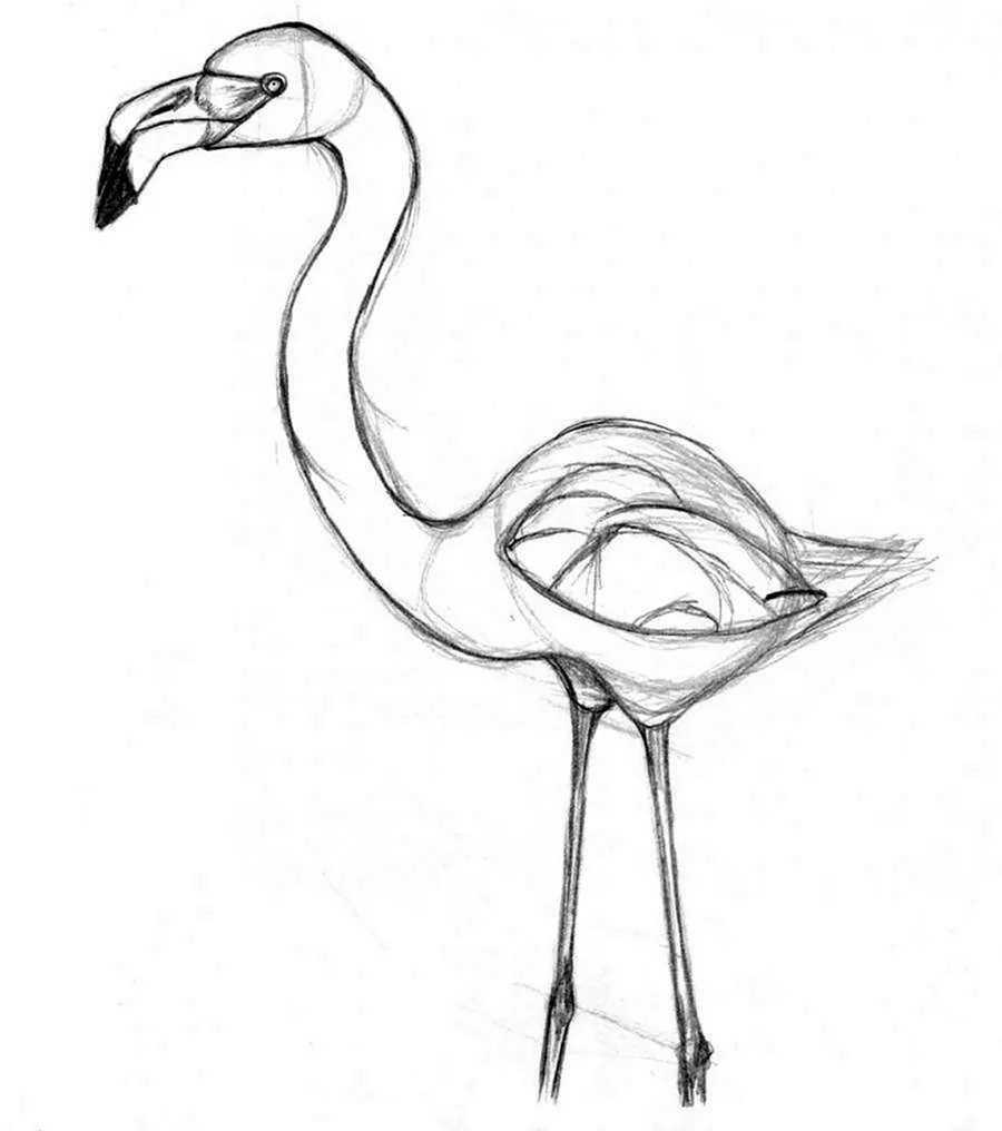 Рисуем Фламинго поэтапно карандашом