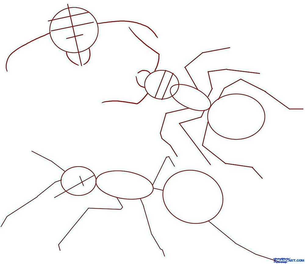 Рисуем муравья поэтапно