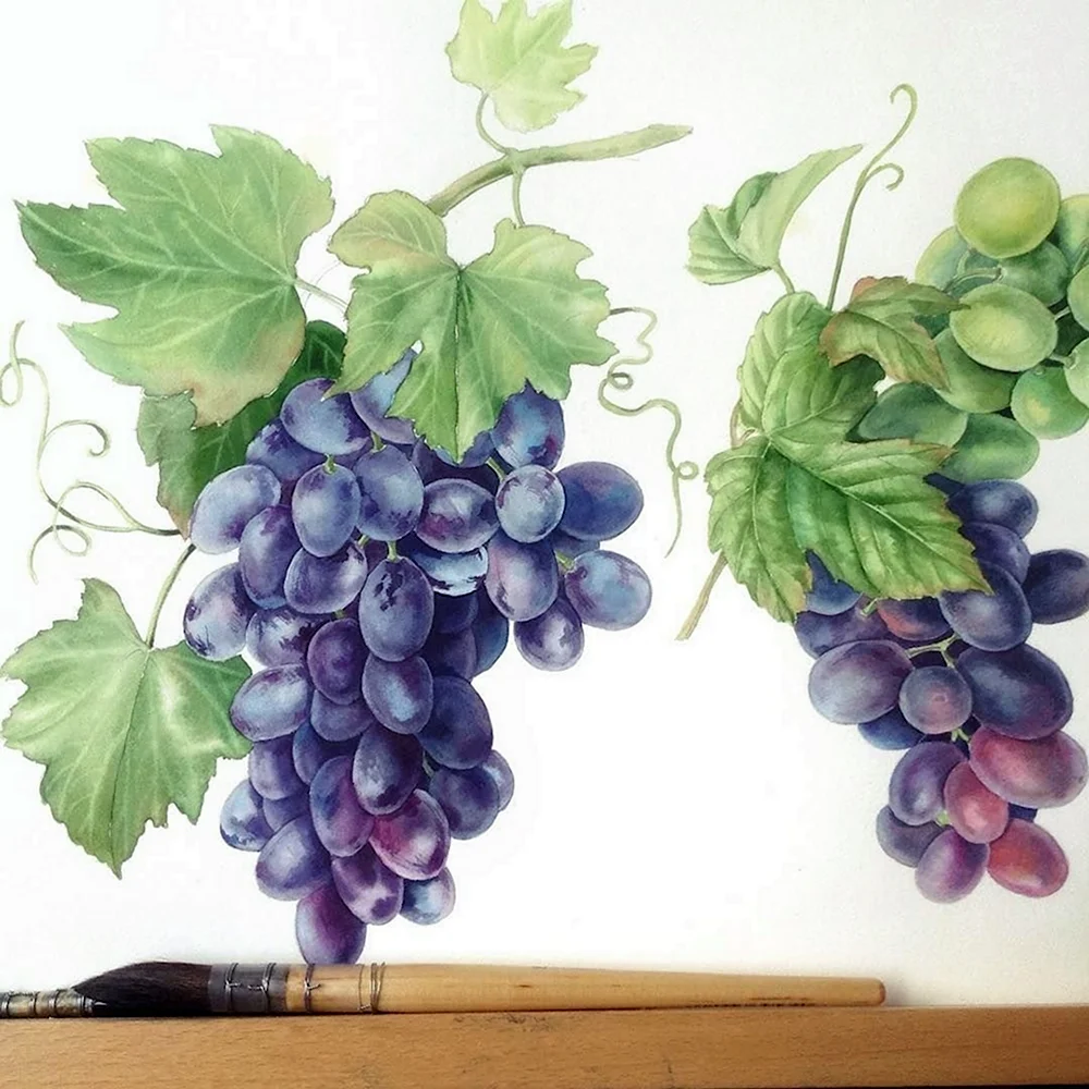 Рисуем виноград акварелью
