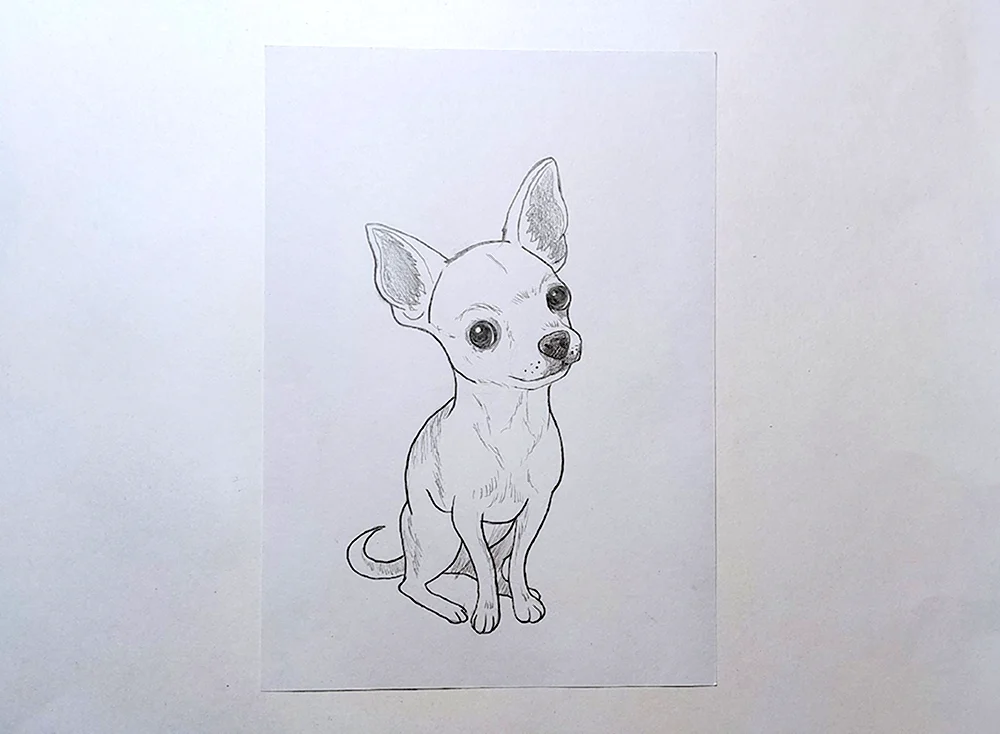 Рисунки карандашом собаки чихуахуа