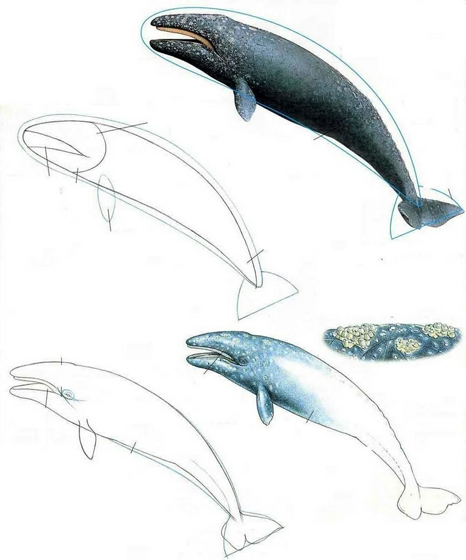 Рисунки китов