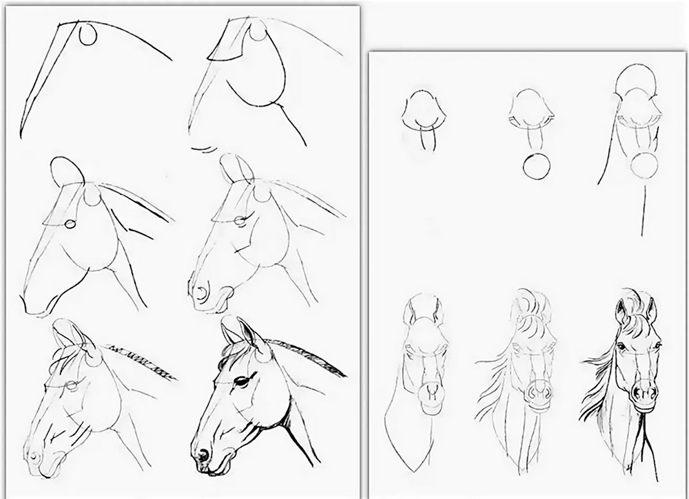 Рисунки лошади карандашом для начинающих
