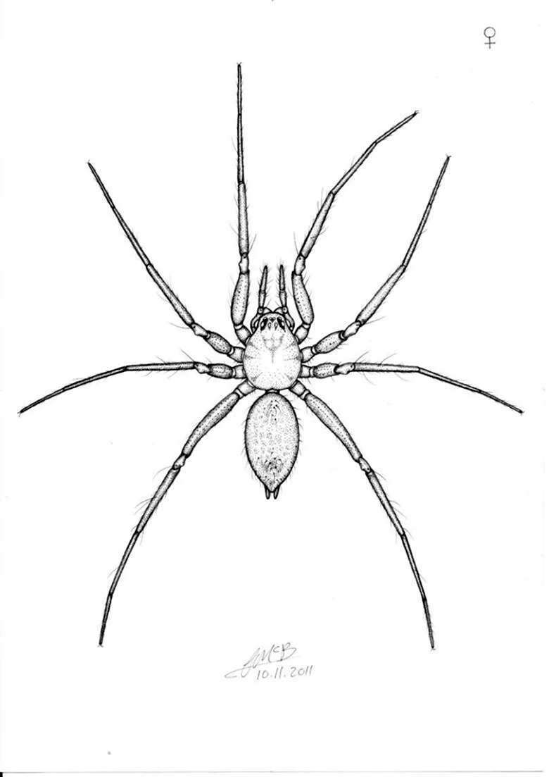 Рисунки пауков
