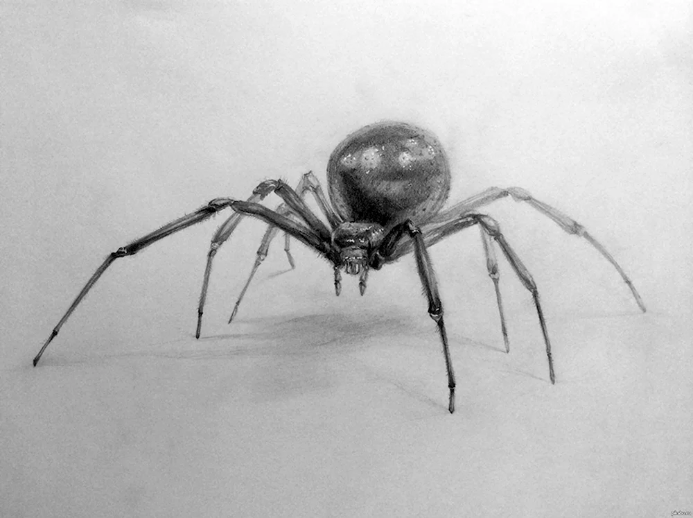 Рисунки пауков карандашом