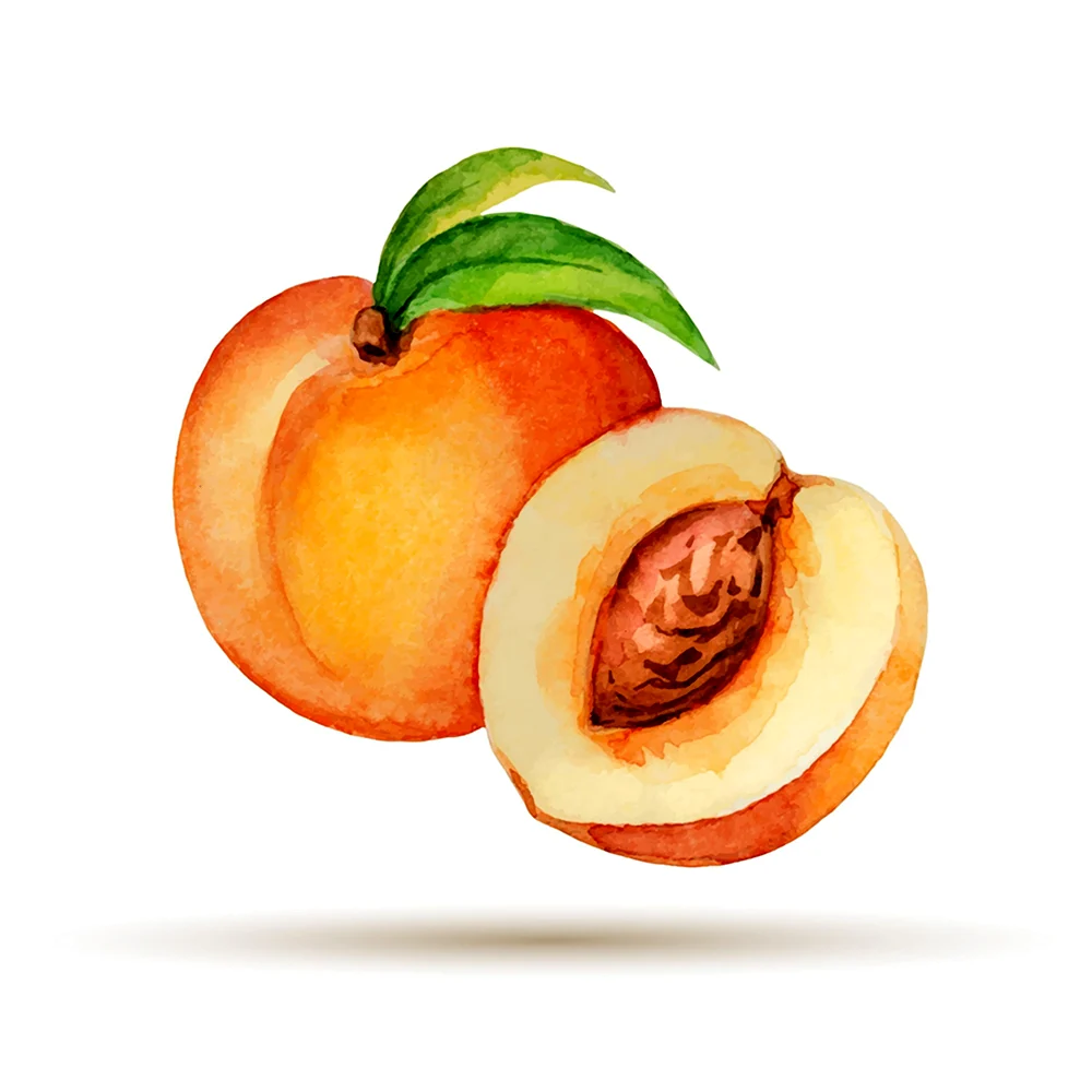 Рисунки персиков
