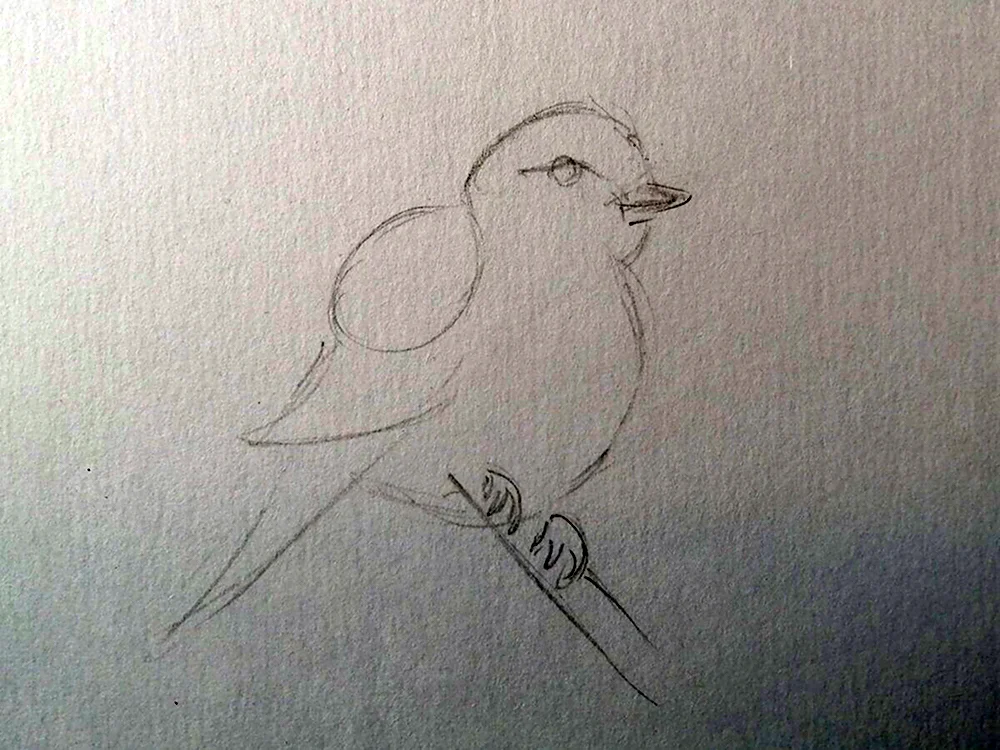Рисунки птиц карандашом для срисовки очень легкие