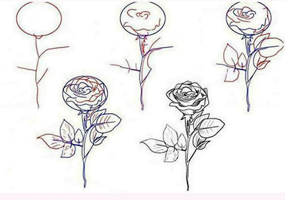 Рисунки розы карандашом для начинающих
