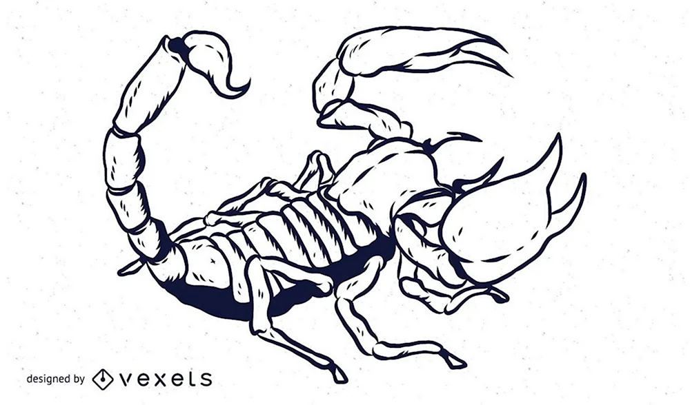 Рисунки скорпиона карандашом для срисовки