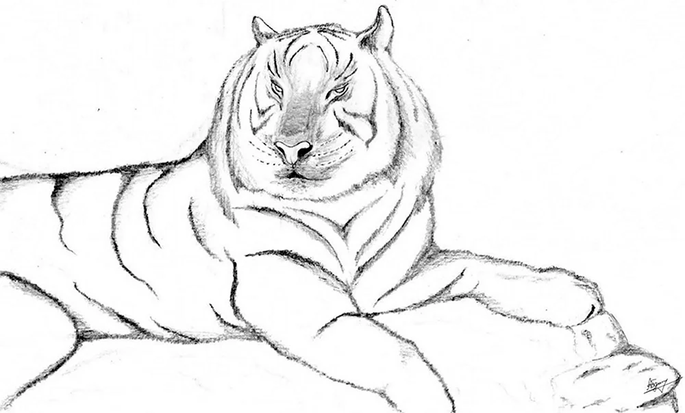 Рисунки тигров для срисовки