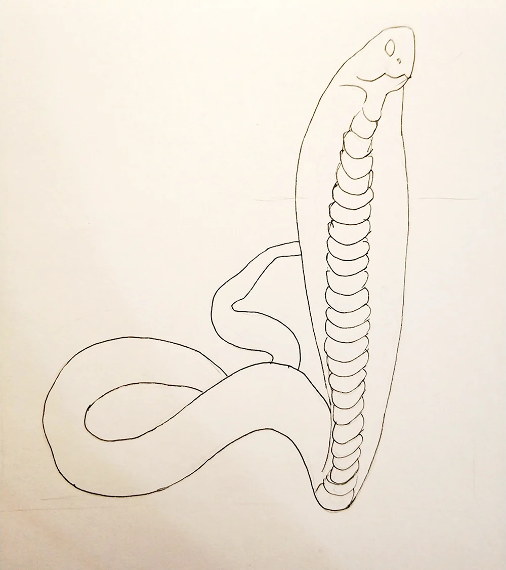 Рисунки змей карандашом для начинающих