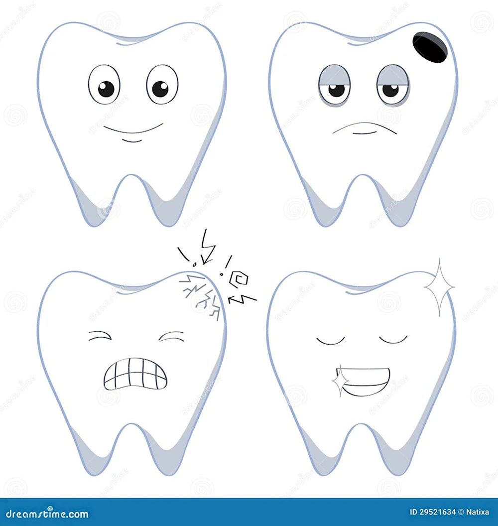 Рисунки зубов для стоматолога в проекциях
