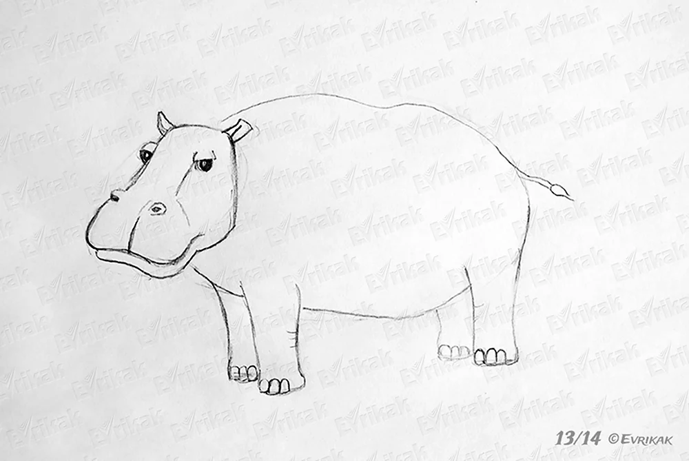 Рисунок бегемота карандашом для срисовки