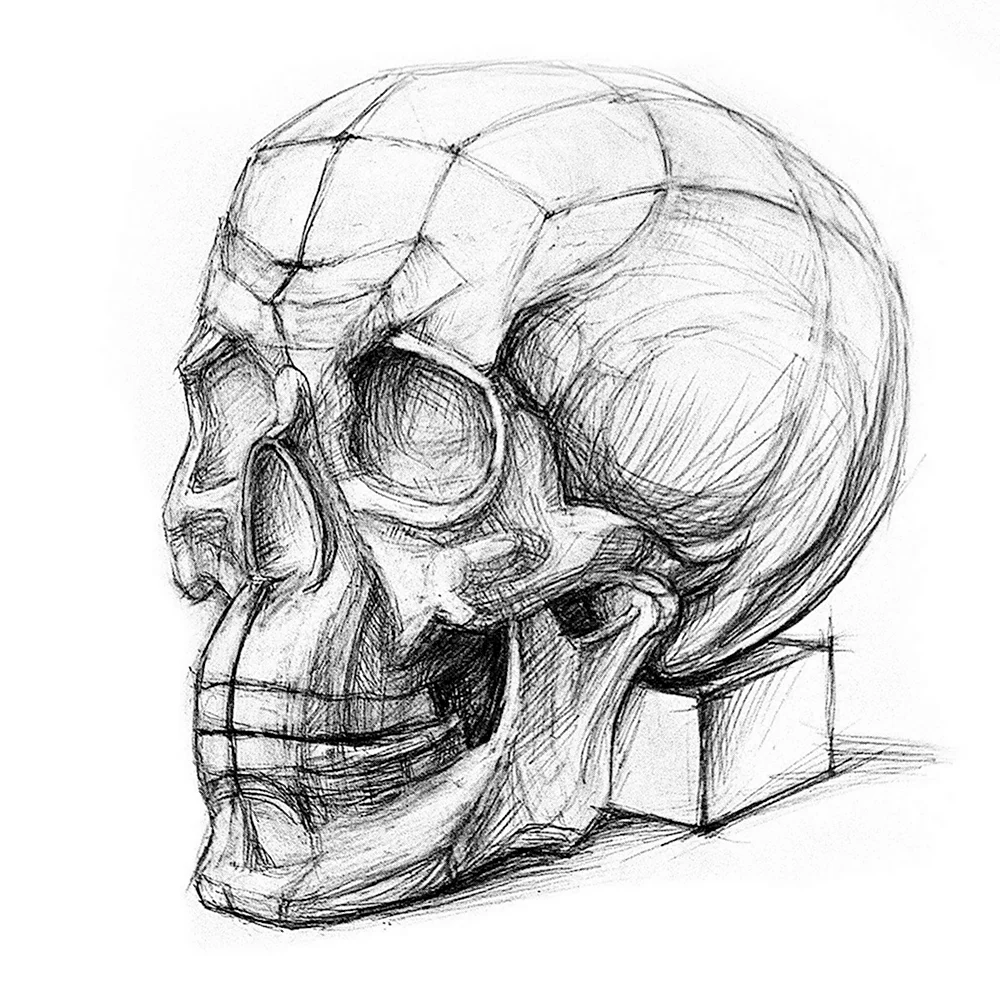 Рисунок черепа и Экорше