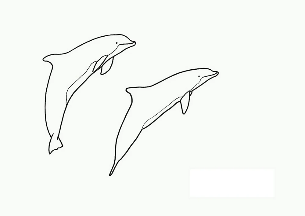 Рисунок дельфина в разных проекциях