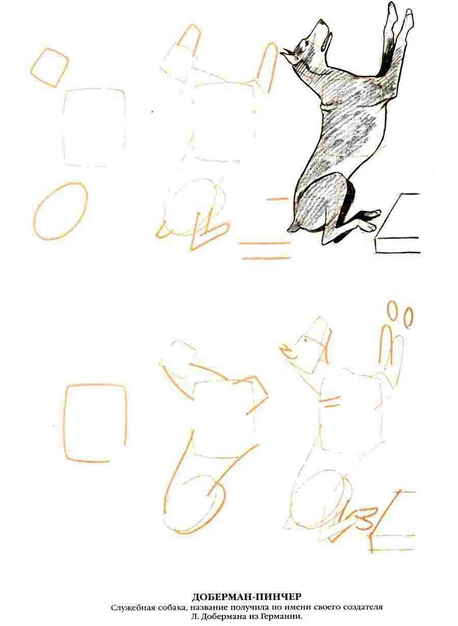Рисунок добермана пошагово