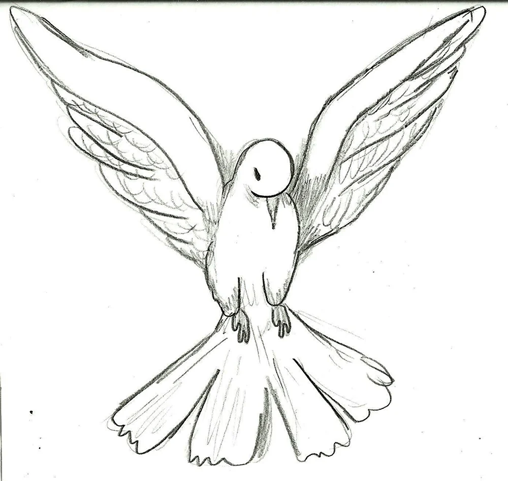 Рисунок голубя для срисовки