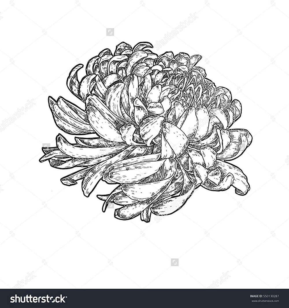 Рисунок карандашом хризантемы лежащие