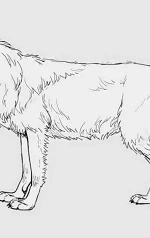 Рисунок карандашом волка сбоку