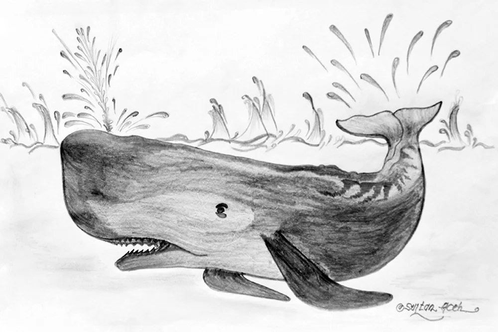 Рисунок кита карандашом для срисовки