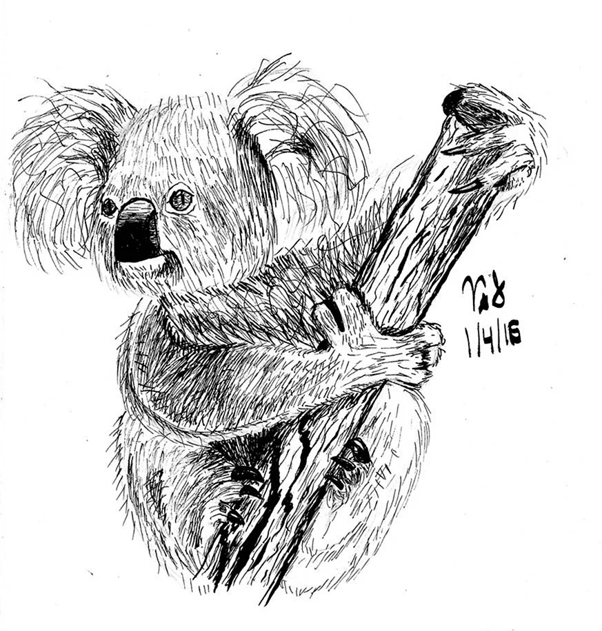 Рисунок коалы карандашом на дереве для лёгкой рисовки