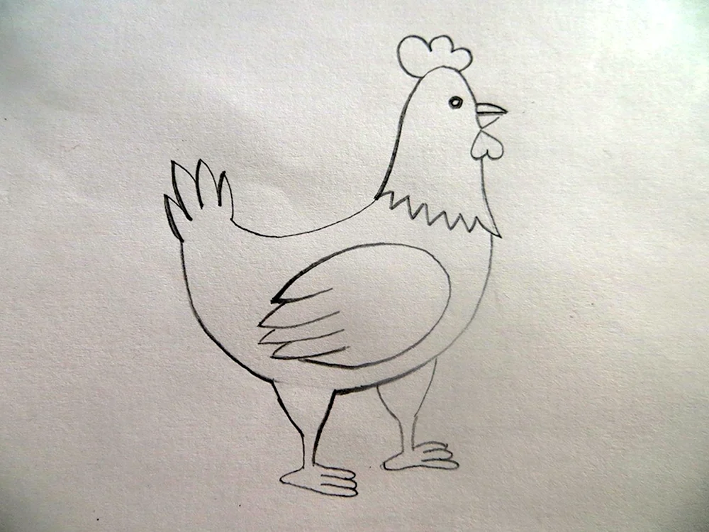 Рисунок курицы карандашом для срисовки