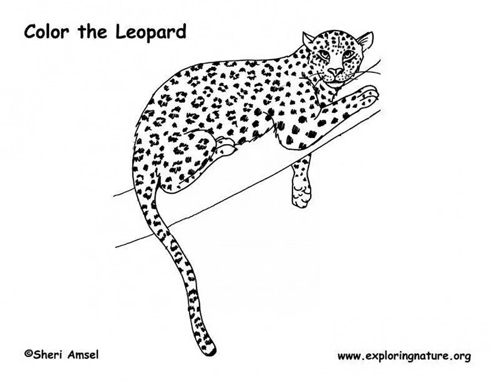 Рисунок леопарда карандашом для детей