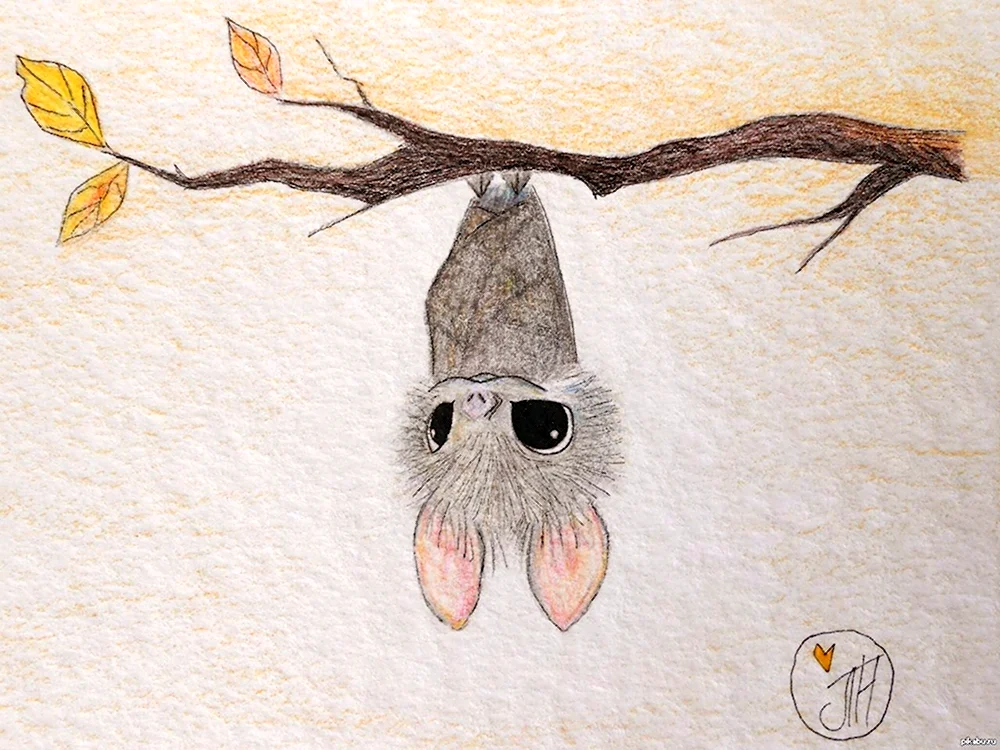 Рисунок летучей мыши для срисовки