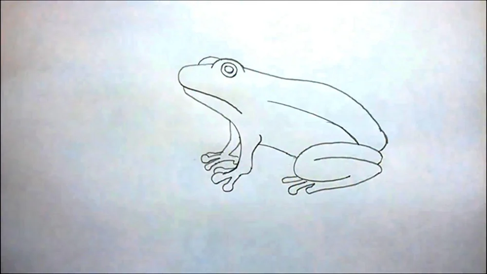 Рисунок лягушки карандашом для начинающих