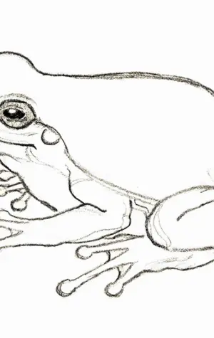 Рисунок лягушки карандашом для срисовки