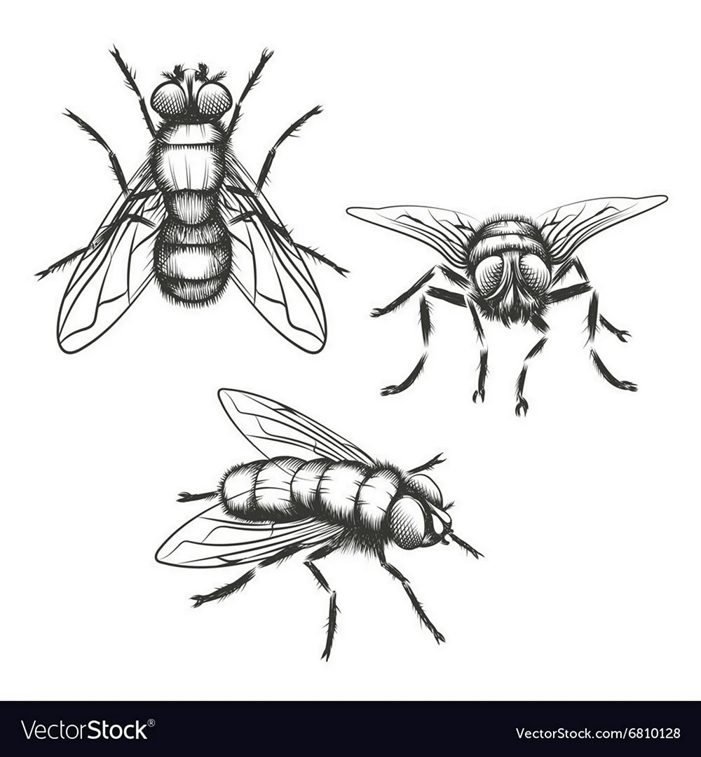 Рисунок мухи для срисовки