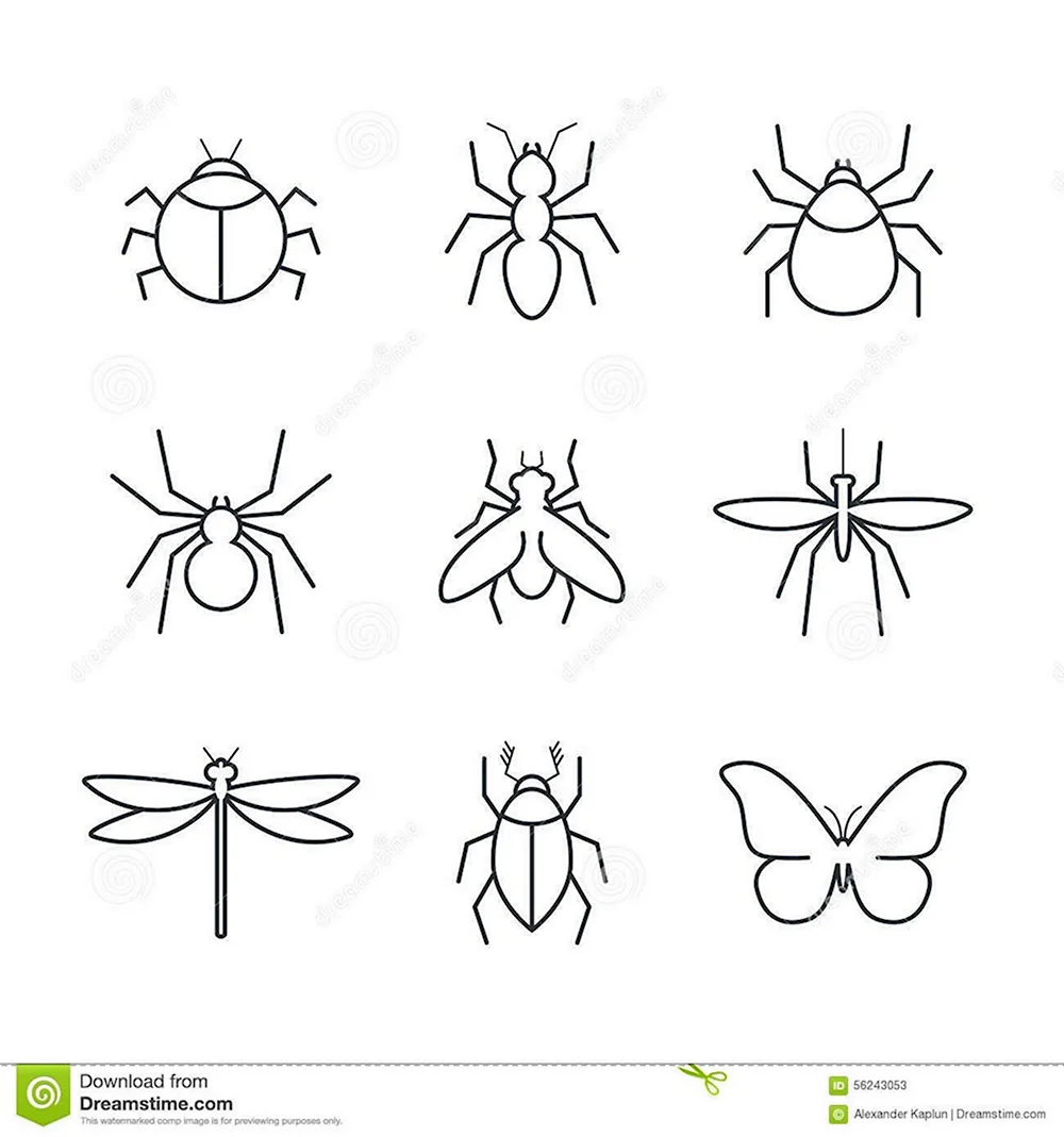 Рисунок мухи поэтапно для детей