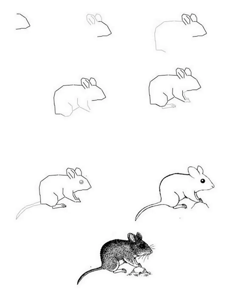 Рисунок мыши пошагово