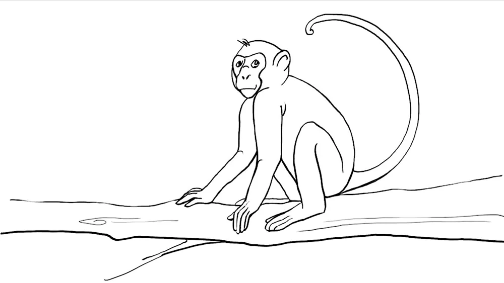 Рисунок обезьяны для срисовки