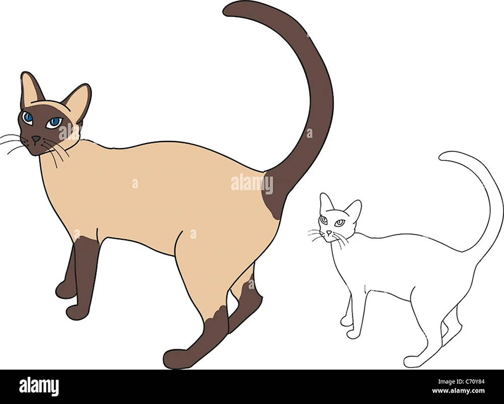 Рисунок сиамской кошки для детей