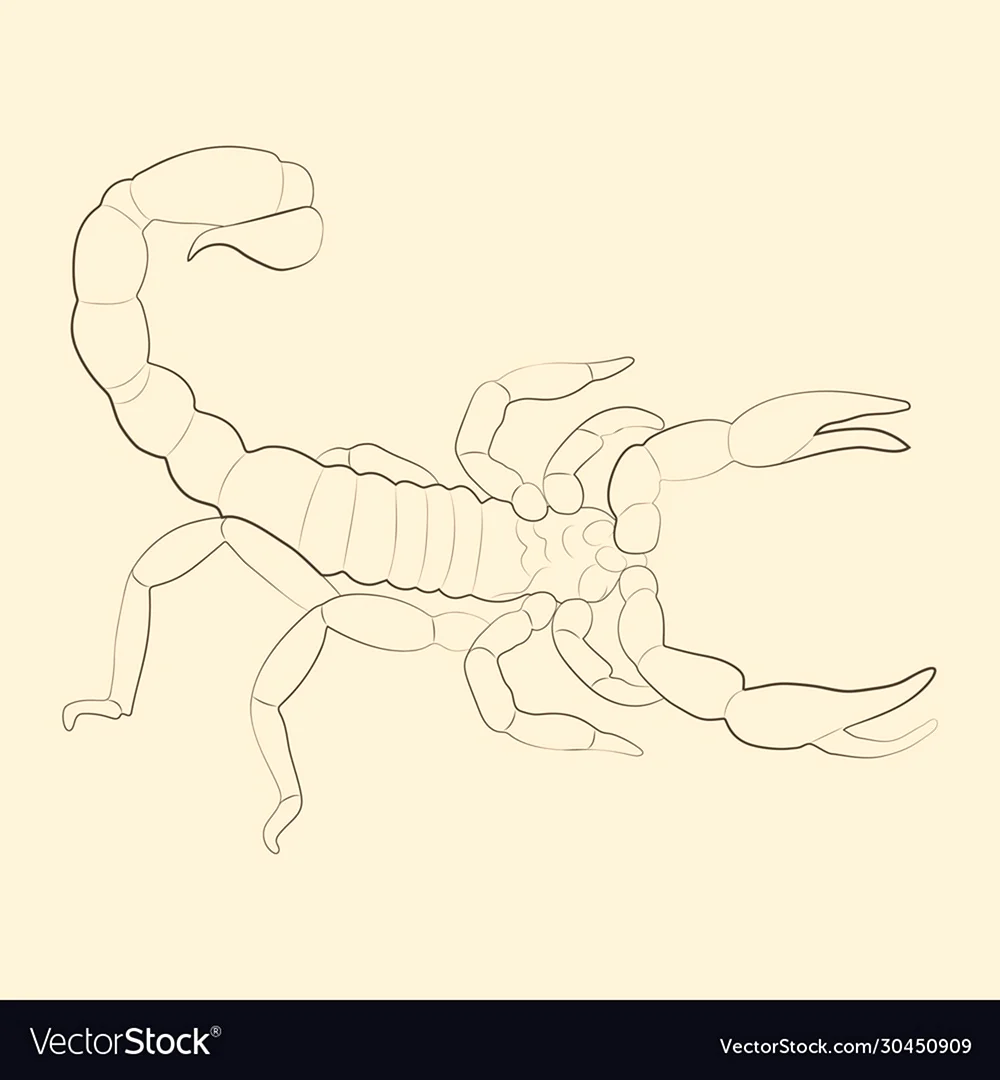 Рисунок скорпиона поэтапно