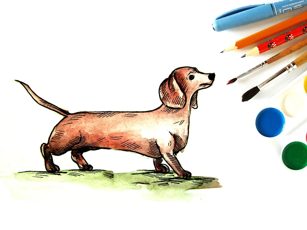 Рисунок собачки таксы разноцветной