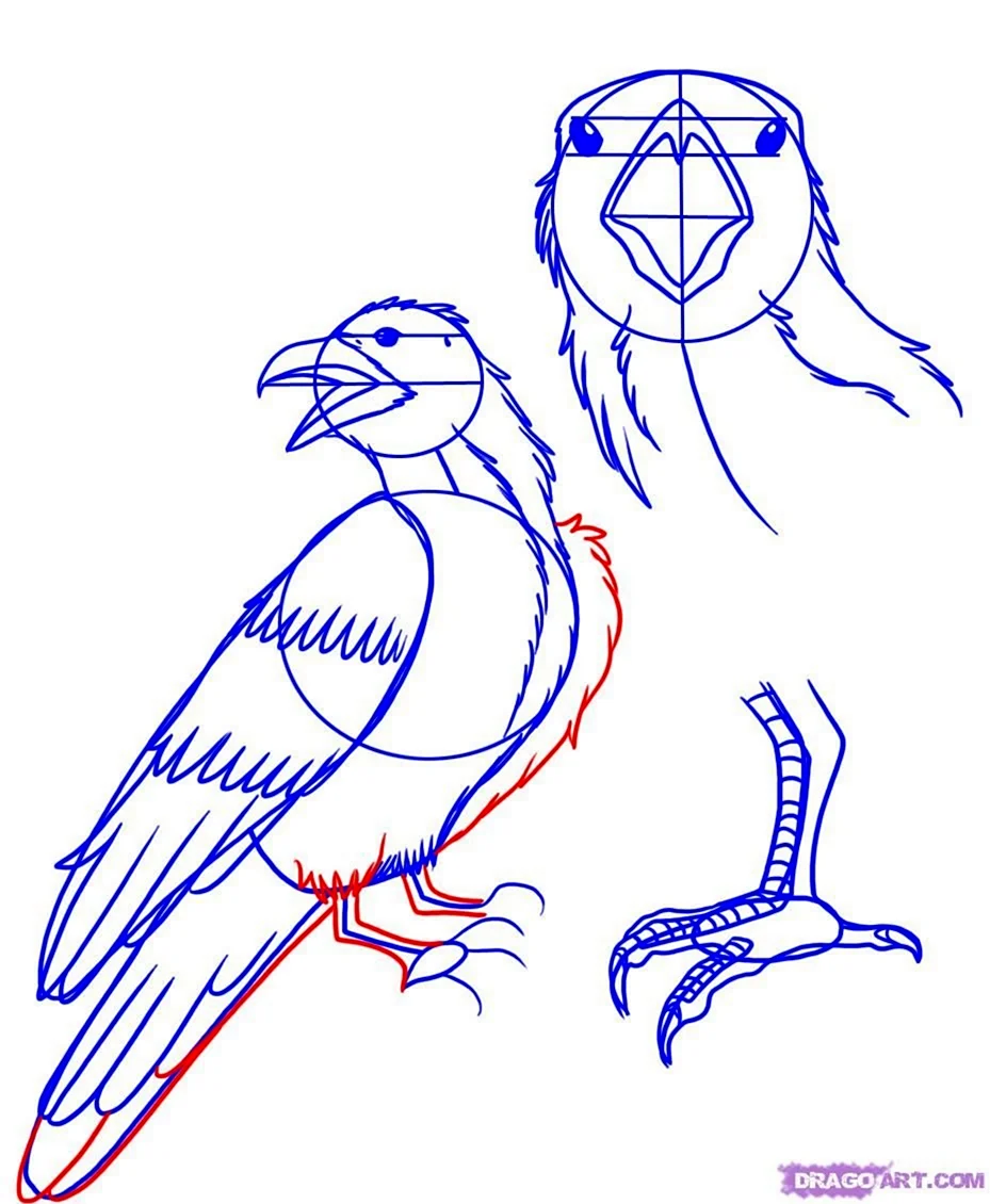 Рисунок ворона для срисовки
