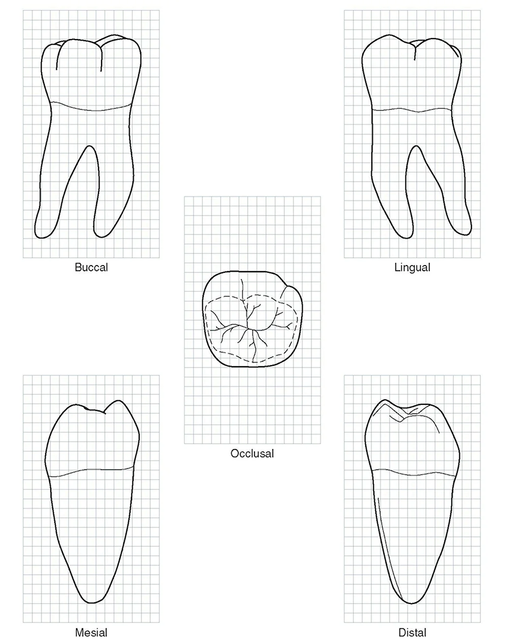 Рисунок зуба для поступления