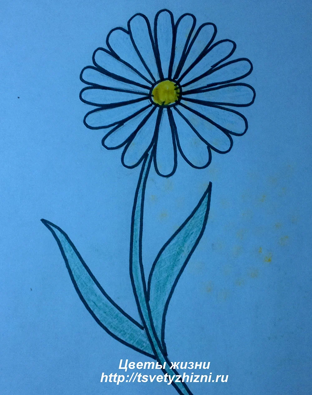 Ромашка цветок рисование