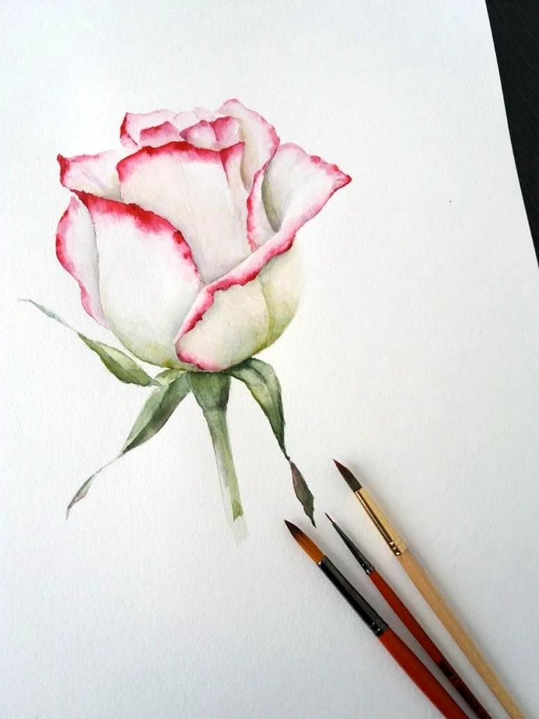 Роза акварельными карандашами
