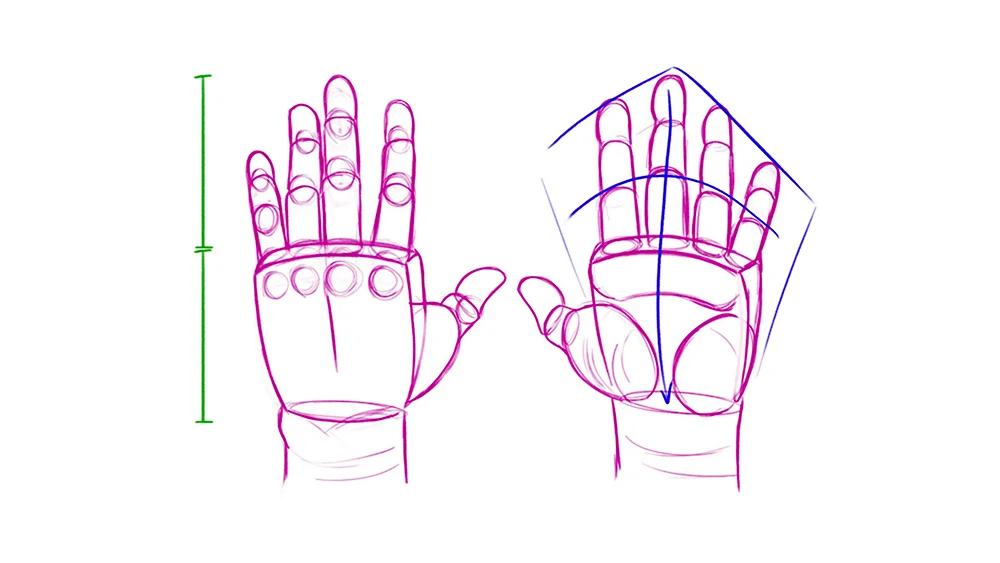 Руки пропорции для рисования