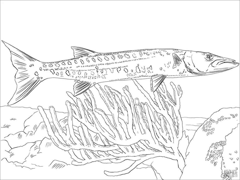Рыба Барракуда раскраска
